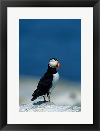 Framed Atlantic Puffin, Machias Seal Island, Canada Print