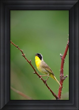 Framed Canada, Quebec, Mount St Bruno Conservation Park Common Yellowthroat Singing Print