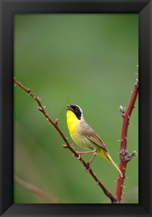 Framed Canada, Quebec, Mount St Bruno Conservation Park Common Yellowthroat Singing Print