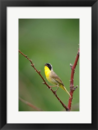 Framed Canada, Quebec, Mount St Bruno Conservation Park Common Yellowthroat Singing Print