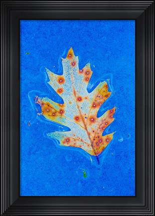 Framed Canada, Quebec, Mount St Bruno Conservation Park Red Oak Leaf Caught In Ice Print