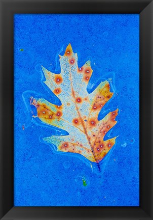 Framed Canada, Quebec, Mount St Bruno Conservation Park Red Oak Leaf Caught In Ice Print