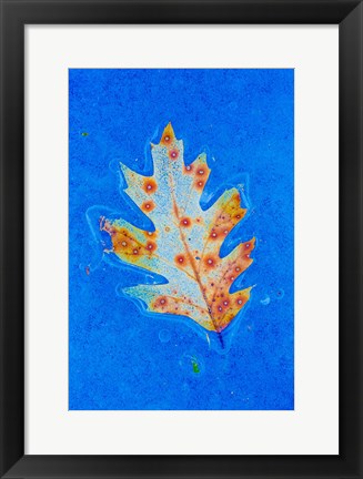 Framed Canada, Quebec, Mount St Bruno Conservation Park Red Oak Leaf Caught In Ice Print