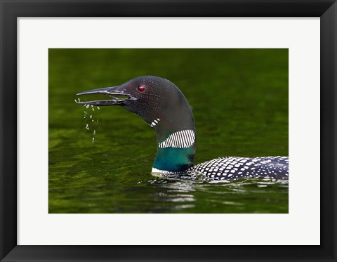 Framed Canada, Quebec, Eastman Common Loon Calling Print