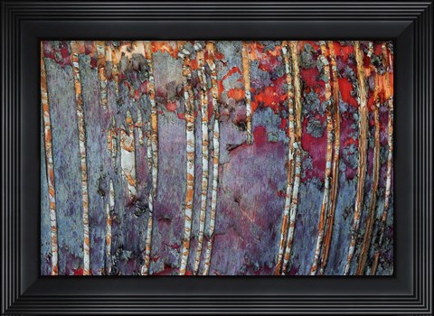 Framed Canada, Quebec, Mount St-Bruno Conservation Park White Birch Root Bark Patterns Print