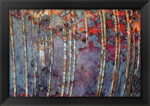 Framed Canada, Quebec, Mount St-Bruno Conservation Park White Birch Root Bark Patterns Print