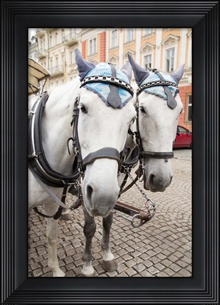 Framed Czech Republic Horses On Cobblestone Karlovy Vary Street Print