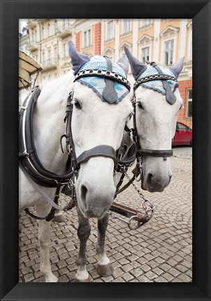 Framed Czech Republic Horses On Cobblestone Karlovy Vary Street Print