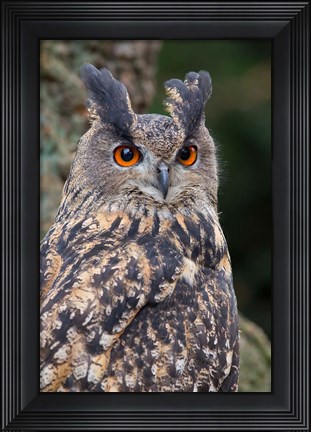Framed Czech Republic, Liberec Eagle Owl Falconry Show Print