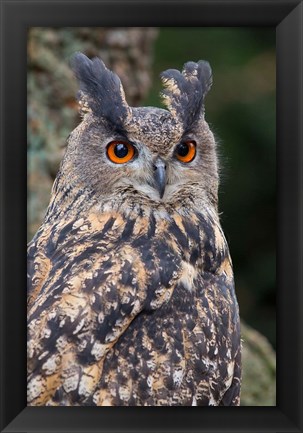 Framed Czech Republic, Liberec Eagle Owl Falconry Show Print