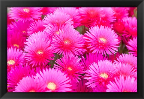 Framed Cote d&#39;Azure Near Cap d&#39;Antibes Ice Plant Delosperma Cooperi Print