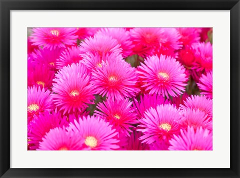 Framed Cote d&#39;Azure Near Cap d&#39;Antibes Ice Plant Delosperma Cooperi Print