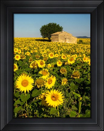 Framed France, Provence, Old Farm House In Field Of Sunflowers Print