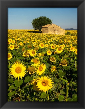 Framed France, Provence, Old Farm House In Field Of Sunflowers Print