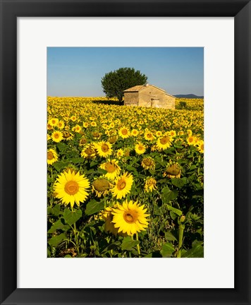 Framed France, Provence, Old Farm House In Field Of Sunflowers Print