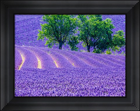 Framed France, Provence, Lavender Field On The Valensole Plateau Print