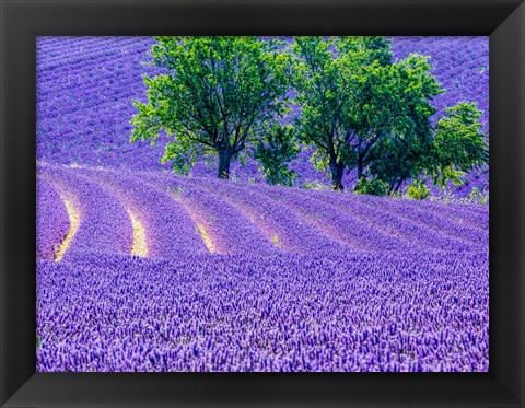 Framed France, Provence, Lavender Field On The Valensole Plateau Print