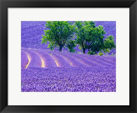 Framed France, Provence, Lavender Field On The Valensole Plateau Print