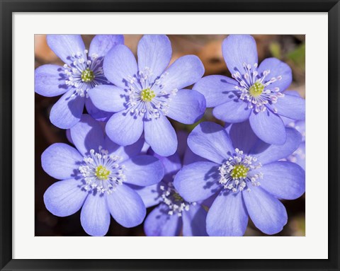 Framed Liverwort In Full Bloom In The Eastern Alps Germany, Bavaria Print