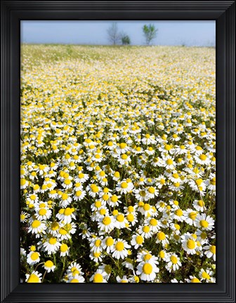 Framed Chamomile Field (Matricaria Chamomilla), Hortobagy National Park In Spring Hungary Print