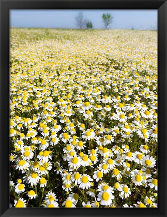 Framed Chamomile Field (Matricaria Chamomilla), Hortobagy National Park In Spring Hungary Print