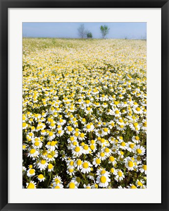 Framed Chamomile Field (Matricaria Chamomilla), Hortobagy National Park In Spring Hungary Print