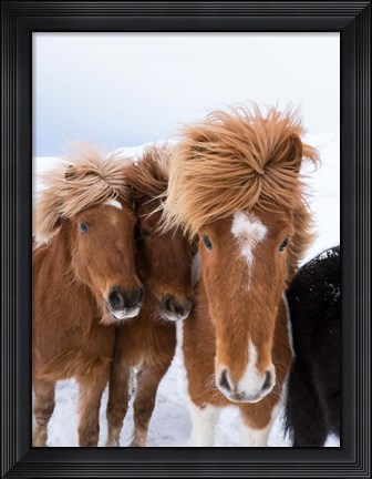 Framed Icelandic Horses With Typical Thick Shaggy Winter Coat, Iceland 12 Print