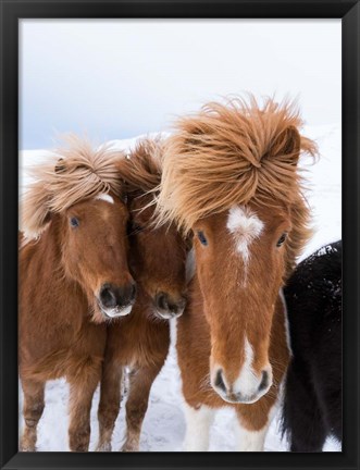 Framed Icelandic Horses With Typical Thick Shaggy Winter Coat, Iceland 12 Print