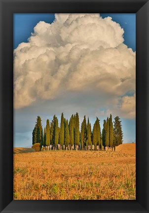 Framed Italy, Tuscany Cypress Tree Grove And Towering Cloud Formation Print