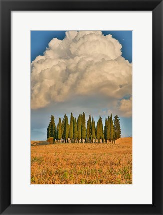 Framed Italy, Tuscany Cypress Tree Grove And Towering Cloud Formation Print