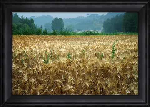 Framed Italy, Tuscany, Wheatfield Print