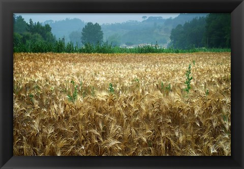 Framed Italy, Tuscany, Wheatfield Print