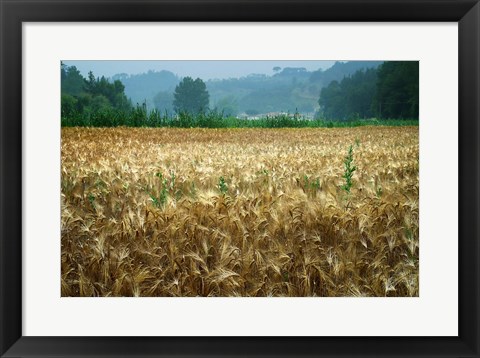 Framed Italy, Tuscany, Wheatfield Print