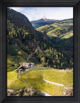 Framed Viniculture Near Klausen In South Tyrol During Autumn, Italy Print