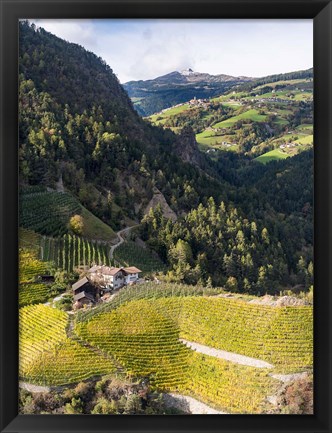 Framed Viniculture Near Klausen In South Tyrol During Autumn, Italy Print