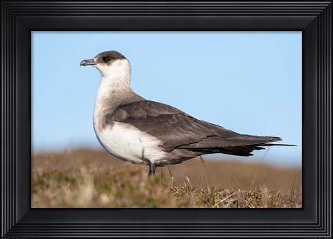 Framed Arctic Skua Great Britain, Scotland, Shetland Islands Print