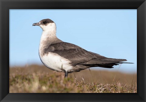 Framed Arctic Skua Great Britain, Scotland, Shetland Islands Print