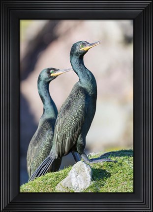 Framed European Shag Or Common Shag On The Shetland Islands In Scotland Print