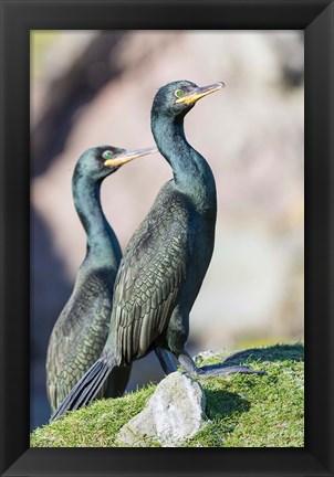 Framed European Shag Or Common Shag On The Shetland Islands In Scotland Print