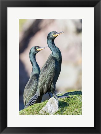 Framed European Shag Or Common Shag On The Shetland Islands In Scotland Print