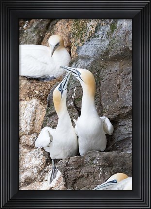 Framed Northern Gannet, Hermaness Bird Reserve, Unst Island, Scotland Print
