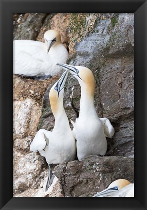 Framed Northern Gannet, Hermaness Bird Reserve, Unst Island, Scotland Print