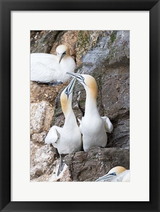 Framed Northern Gannet, Hermaness Bird Reserve, Unst Island, Scotland Print