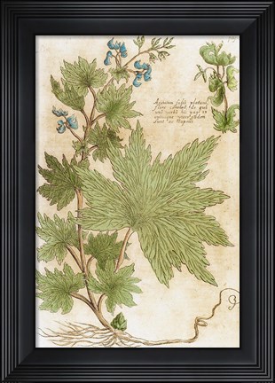 Framed Aconitum Seventeenth-Century Engraving In Bibliotheca Pharmaceutica-Medica Print