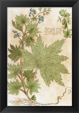Framed Aconitum Seventeenth-Century Engraving In Bibliotheca Pharmaceutica-Medica Print