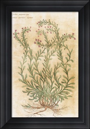 Framed Ageratum Seventeenth-Century Engraving In Bibliotheca Pharmaceutica-Medica Print