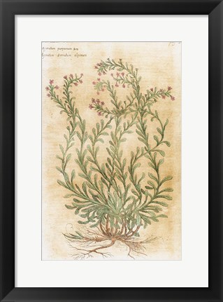 Framed Ageratum Seventeenth-Century Engraving In Bibliotheca Pharmaceutica-Medica Print