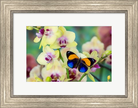 Framed Brush-Footed Butterfly, Callithea Davisi On Orchid Print