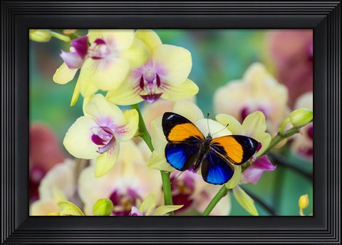Framed Brush-Footed Butterfly, Callithea Davisi On Orchid Print