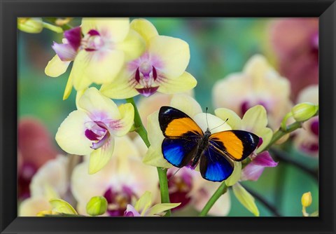 Framed Brush-Footed Butterfly, Callithea Davisi On Orchid Print